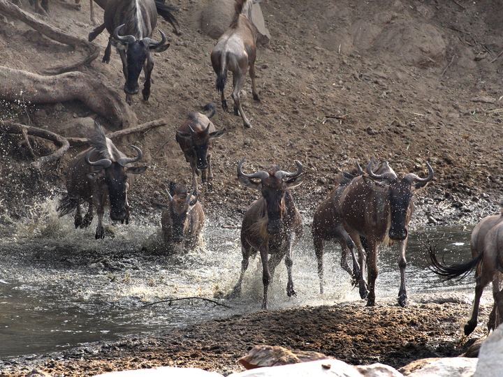 The Serengeti and the Great Migration