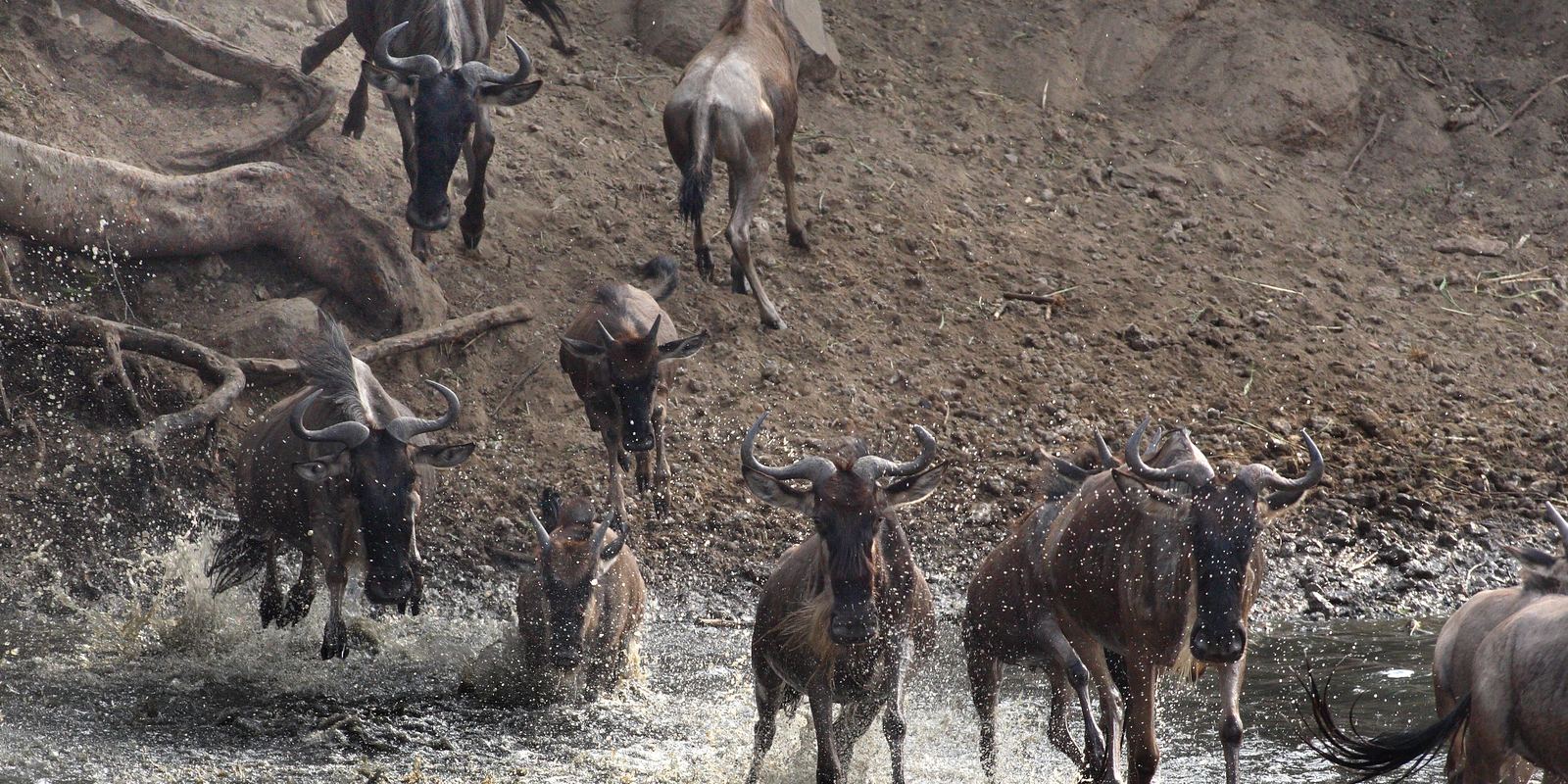 Long lines of wildebeest crossing the grassy plains of the Serengeti